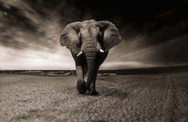 Drömtydning elefanter