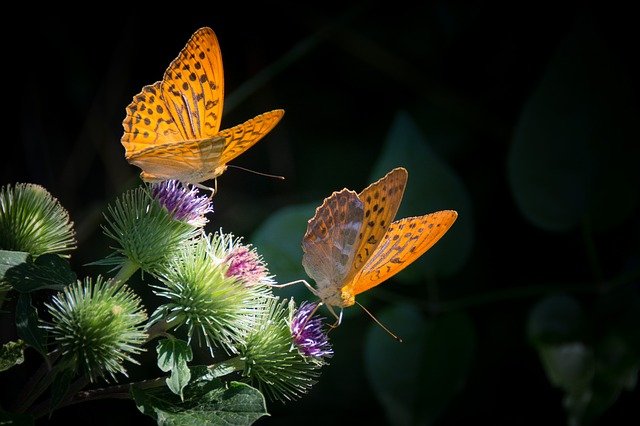 Drömtydning sommerfugler
